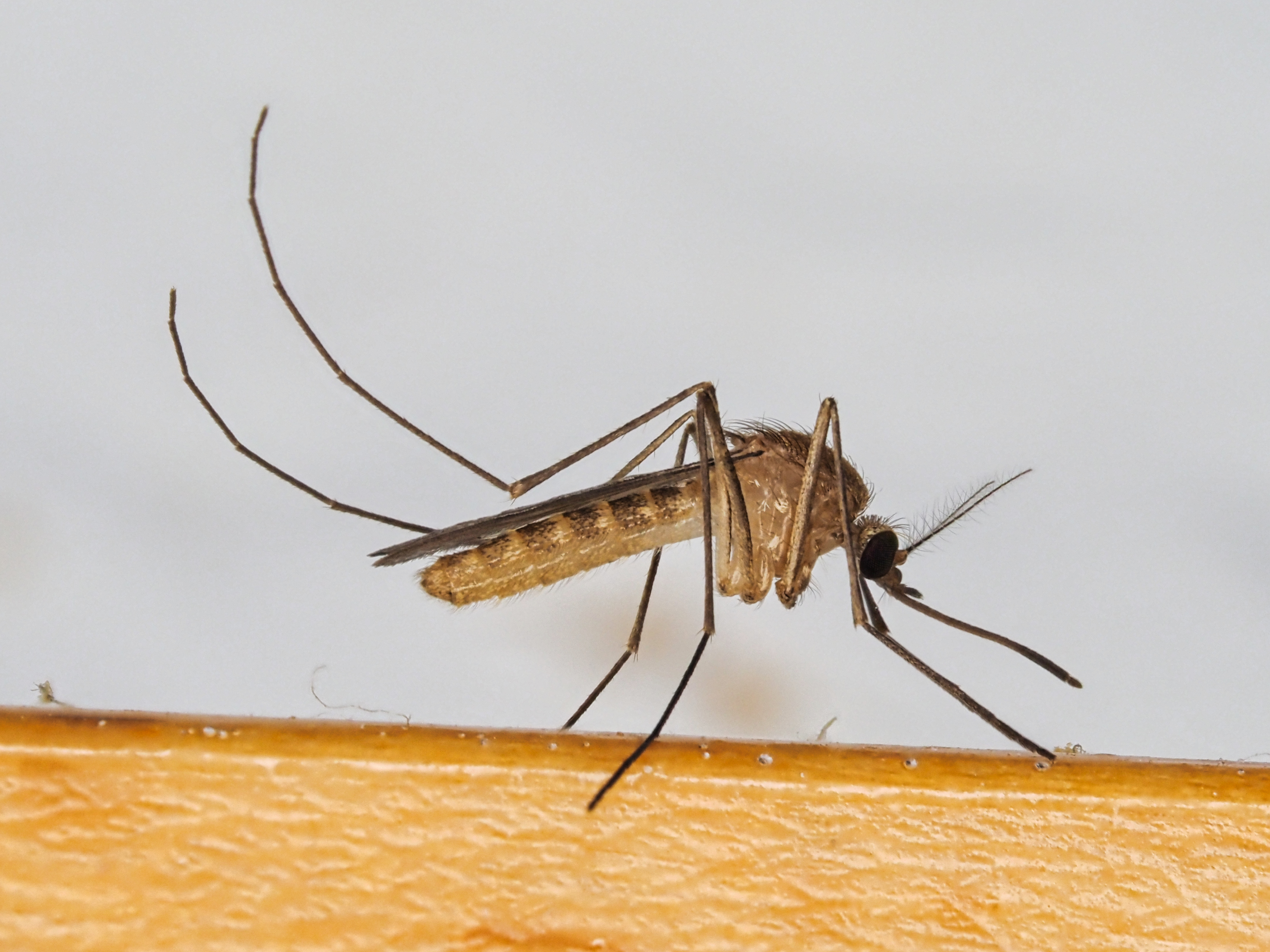 Culex_pipiens